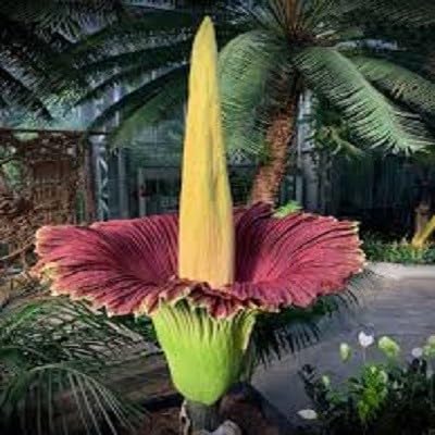 Corpse Flower Seeds Orange 10pcs
