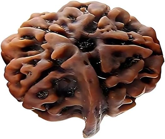 Certified Ganesh Mukhi Rudraksha Beads|Ganpati/Vighnaharta Original Nepali Beads|Natural Rudraksha for Men & Women