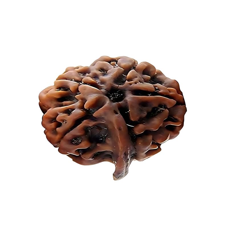 Certified Ganesh Mukhi Rudraksha Beads|Ganpati/Vighnaharta Original Nepali Beads|Natural Rudraksha for Men & Women