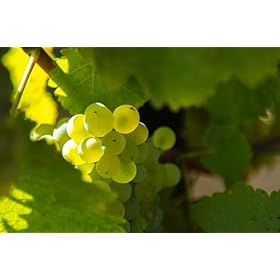 Discover Terra Organica Sauvignon Blanc – Buy a Zesty Chilean Delight with Gooseberry & Lime for Perfect Pairings! Discover Terra Organica Sauvignon Blanc – Buy a Zesty Chilean Delight with Gooseberry & Lime for Perfect Pairings! – Terra Organica