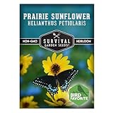 Native Prairie Sunflower (Helianthus petiolaris) | Compact Drought Tolerant | Pollinator Magnet | Non-GMO Wildflower - Survival Garden Seeds - 1 Pack