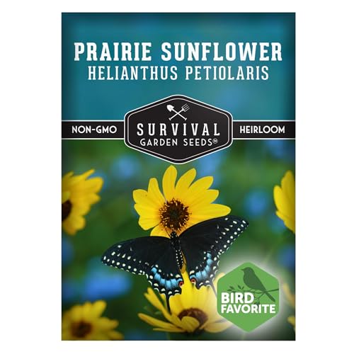 Native Prairie Sunflower (Helianthus petiolaris) | Compact Drought Tolerant | Pollinator Magnet | Non-GMO Wildflower - Survival Garden Seeds - 1 Pack