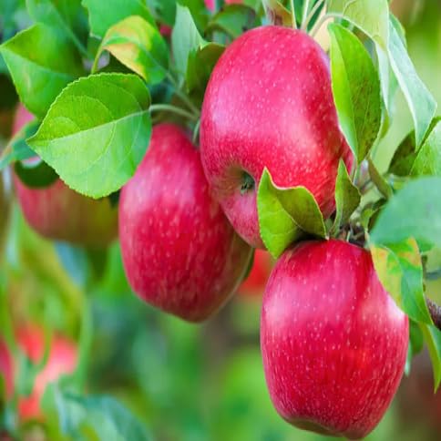 New Fresh 40pcs honeycrisp Apple Tree Fruit Seeds Generic