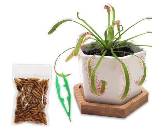 Sundew Carnivorous Plants Live with 2.7 Modern White Hexagonal Ceramic Pot with Saucer + Venus Fly Trap Food Feeding Tweezers and Carnivorous Plants Soil