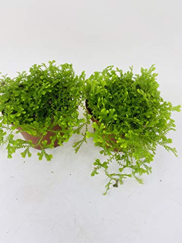 *Two Frosty Fern Spike Moss - Selaginella - Easy to Grow - 2.5" Pot *Two Frosty Fern Spike Moss - Selaginella - Easy to Grow - 2.5" Pot