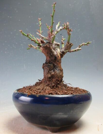 Amazon.co.jp: 盆栽 梅 花芽付き！日月梅（一重、紅白咲き分）2025早春