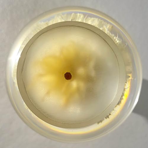 Image of 60mm Real White Windmill Fruit Starflower Flower Pincushion Seeds in Clear Lucite Resin Paperweight Ball Scabiosa Stellata Anniversary Wedding Valentine Mother's Day Gift Herbarium Display Collection