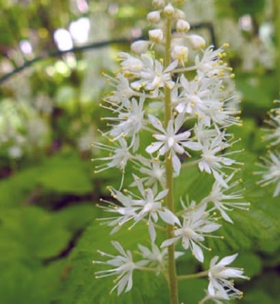 100 graines de fleurs de tiaré fraîches