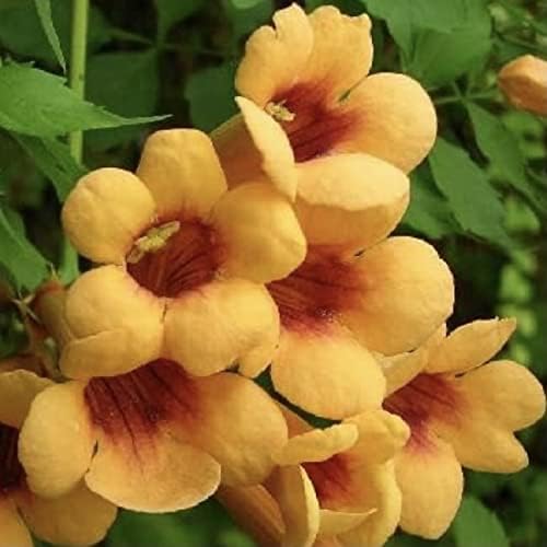Yellow Trumpet Vine - Campsis radicans 'Judy' - an Extremely FLORIFEROUS Selection - 2 Year Plant