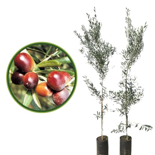🌳 Albero di vigoria media: portamento assurgente, chioma folta e compatta con foglie ellittico-lanceolate spesse e coriacee.