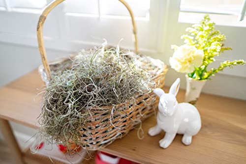 Moss4U Fresh Spanish Moss For Potted Plants, Crafts, And Floral Arrangements. Super-Soft Green Plant Filler Moss, Cleaned, Natural Fresh Moss - 5Lb #TOP5