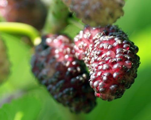 Mini Garden Mulberry Tree - 'Dwarf Everbearing' - Morus nigra Live Plant Edible frui