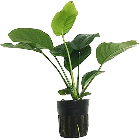 Greenpro Anubias Barteri Live Aquarium Plants Decoration for Aquatic Water Plants Freshwater Fish Tank Cover