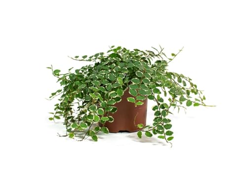 Ficus Pumila Enredadera Natural Resistente para Exterior