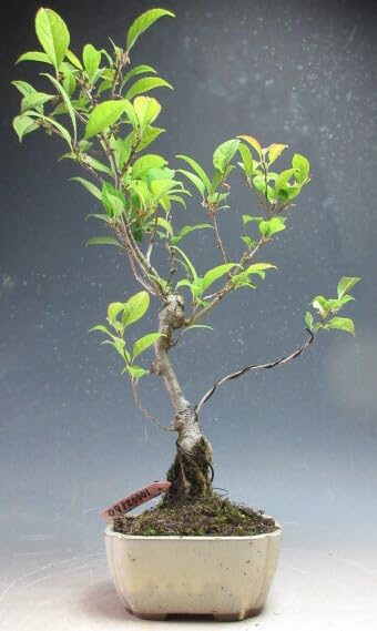 Amazon | 盆栽 実付き！ウメモドキの盆栽 メス木（10002160