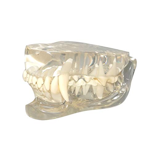 Transparent Dog Teeth Model Canine Anatomy: Amazon.com: Industrial