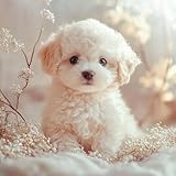 Bichon's Warm Day