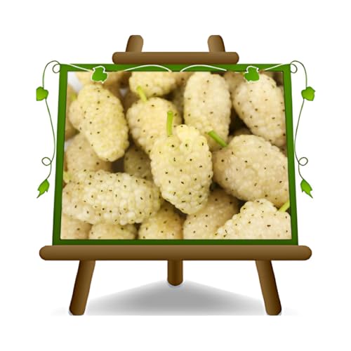 Mûre Mure Blanc - Plante fruitière vieux sur pot 20 - arbre max 170 cm - 2 ans