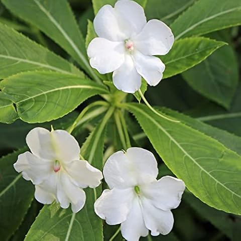 Impatiens Xtreme White Finished Hardy Annual Easy to Grow Your Own Sun Loving Garden 1x Seed Packet (Aprox 12 Seeds) by Suttons Cover
