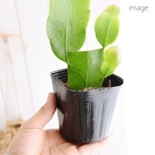 Amazon｜（観葉植物）月下美人（ゲッカビジン） Mサイズ 3号（1
