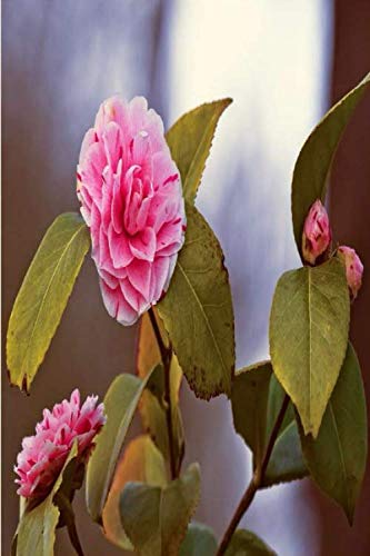 Camellia Japonica Flower Journal: 120 paged Notebook (6'x9') | A beautiful gift for college students teens dummies mom dad mum vegans horticulturist florist or Gardening & Landscape Design