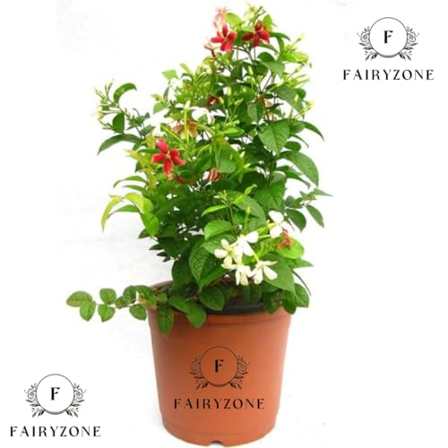 Image of Live Madhumalti Plant | Pink and White Blooms Rangoon Creeper Plant | Pack of 1 (MADHUMALTI FLOWER PLANT) (MADHUMLARI FLOWER PLANT)