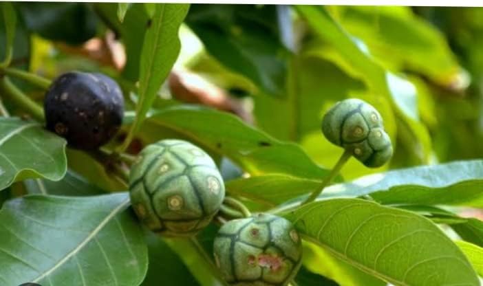 Morinda Tinctoria/Nuna Fresh Leaves/Manjanathi Fresh Leaves - 25