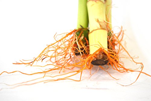 9Greenbox Lucky Bamboo - Spiral Style thumb #3