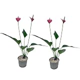 LEAL PLANTS ECUADOR Anthurium Andraeanum Elegant Pink Live Plant (Pack of 2) Easy Care, Air-Purifying Indoor Plant for Wellness & Home Decor, Office Desk, Unique Sustainable Gift