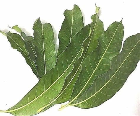 Fresh Mango Leaves