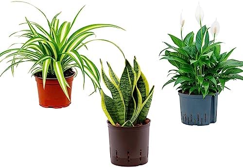 Premium Photo | Chlorophytum ornamental plant in a black plastic pot