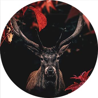 Cercle de cerf de la forêt rouge grand format deco murale nature