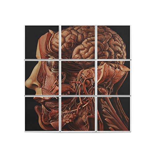 Carreaux céramique anatomie vintage pour cabinet médical ou salon style cabinet de curiosités