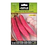 Rabano GIGANTE Mallorca