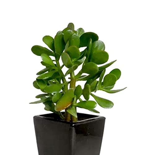 Pedpoudhe Crassula Ovata Succulent (Lucky Vastu Plant) Live Plant (Original Seller Pedpoudhe For Genuine Plant)). (B099ZPMKDW) Amazon Price History, Amazon Price Tracker