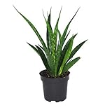 SPARGELGEWÄCHSE - Der Bogenhanf 