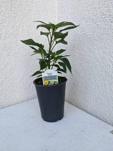 1 Live Chiltepin Tepin Chili Pepper Plant in 4Inch Tall Pot as Shown in The Picture Capsicum annuum VAR. glabriusculum