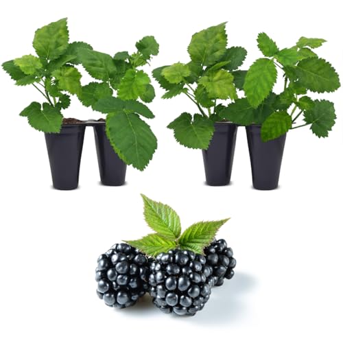 BlackBerry Thorny Plants Kiowa (4 Pack) Live for Sale | Easy to Grow Plants | Edible Fruit Plant for Sustainable Living | Grow Your own Food on Your Organic Garden | Live for Planting |