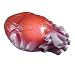 Color Changing Realistic Heart