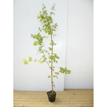 同梱　イロハモミジ　紅葉　苗木 楽天市場】イロハカエデ モミジ ムーンライズ 苗木 接木苗 4.5号