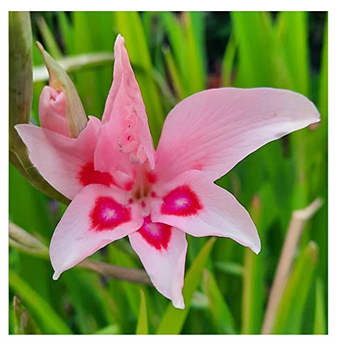 10x Gladioli Nanus Impressive Bulbs Spring Flowering Dwarf Gladiolus Pink Garden Cut Flowers Autumn Planting Hardy Corms