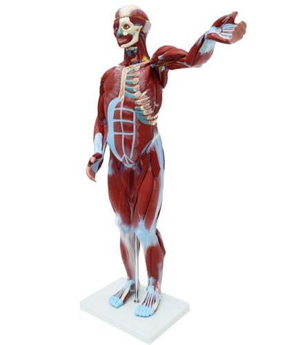 PreAsion Anatomical Human Muscular Figure Model with 27 Removable Parts Human Muscle Organ Model Training Manikin Model with 27 Parts for Teaching 31.5'' Tall,1/2 lifesize
