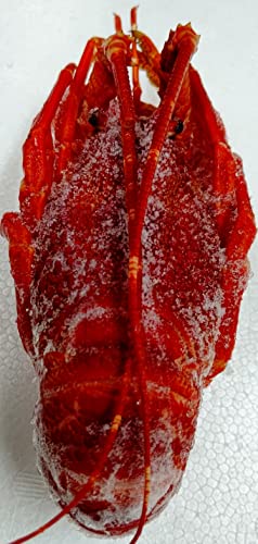 COY {CuX^[ () 10kg (48) Ⓚ