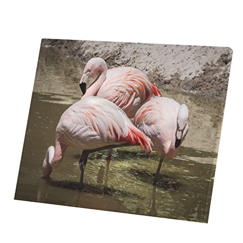 Affiche poster flamants roses déco murale animaux 50x40 cm