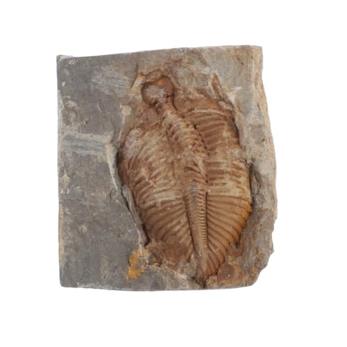 Trilobite naturel véritable VALICLUD objet de décoration minérale cabinet de curiosités
