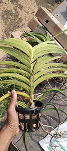 VANDA ORCHID FLOWER PLANT 477
