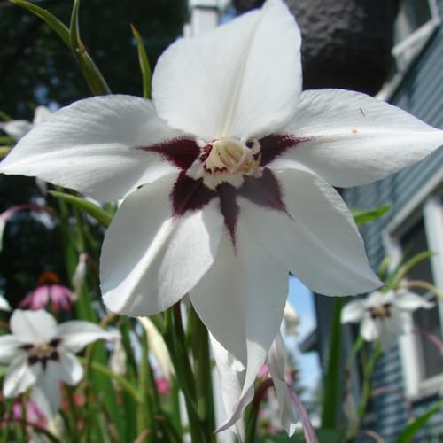 Amazing Deal - Complete Spring & Summer 100 Bulbs Blooming Flower Garden - Beautiful Flowers That Will Attract Bees, Butterflies & Hummingbirds and Other Pollinators - Easy to Grow 1000's Sold