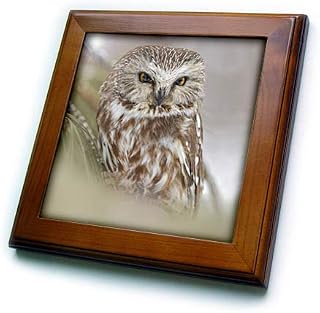 8x8 Framed Tile - Northern saw-whet owl, controlled situation, Montana Owls