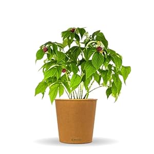 Bloomify rote Bio Himbeerpflanze 'Hilda'