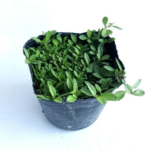 Amazon.co.jp: 【28本セット】リピア（ヒメイワダレソウ） / 9.0cm